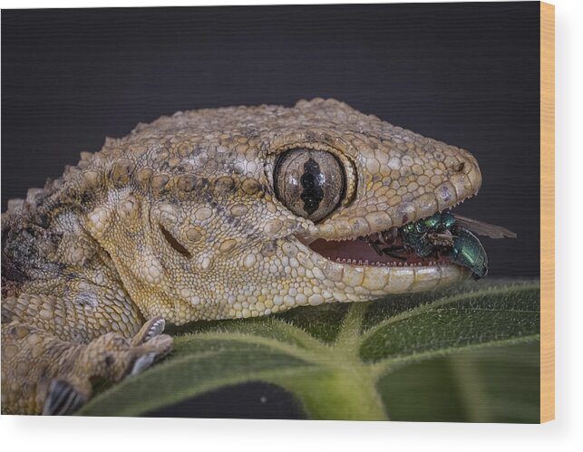 Macro/gecko/eyes/fly/nature Wood Print featuring the photograph Gecko by Thierry Lagandr (transgressed Light)