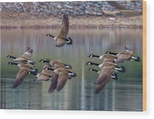 Geese Wood Print featuring the photograph Geese in Flight by David Wagenblatt