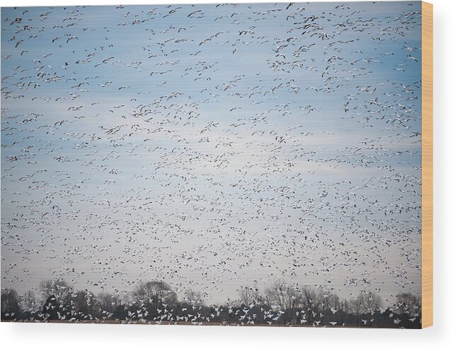 Annapolis Wood Print featuring the photograph Geese in the Flyway by Mark Duehmig