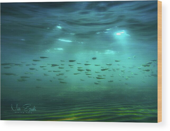 Underwater Wood Print featuring the photograph Genesis by Meir Ezrachi