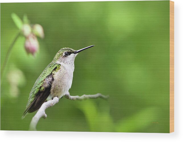 Hummingbird Wood Print featuring the photograph Gentle Hummingbird by Christina Rollo