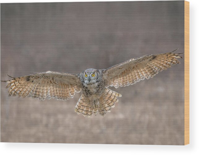 Great Wood Print featuring the photograph Gho In Flight by Nick Kalathas