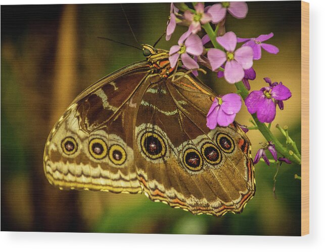Butterfly Jungle Wood Print featuring the photograph Giant Owl Butterfly by Donald Pash
