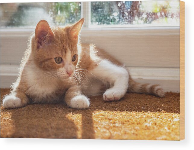 Daydreaming Wood Print featuring the digital art Ginger Kitten Resting By Window by Bonfanti Diego