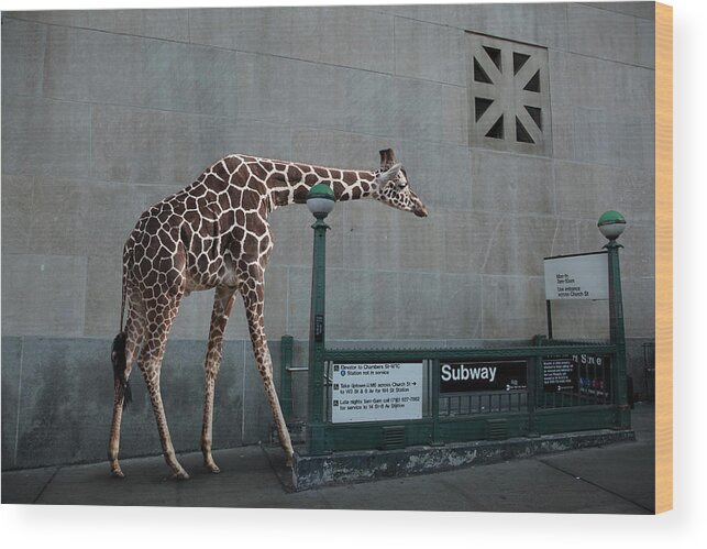 Part Of A Series Wood Print featuring the photograph Giraffe Entering Subway by Thomas Jackson