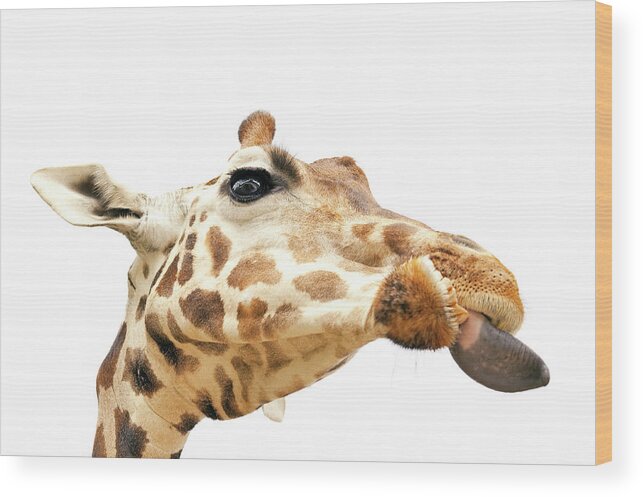 Animal Neck Wood Print featuring the photograph Giraffe With Put Out Tongue by Kittisuper