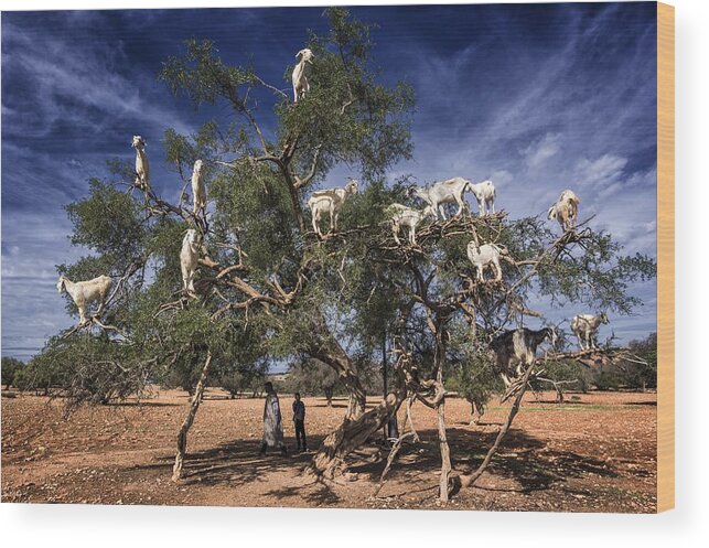 Goats Wood Print featuring the photograph Goats On The Argan Tree by Pavol Stranak
