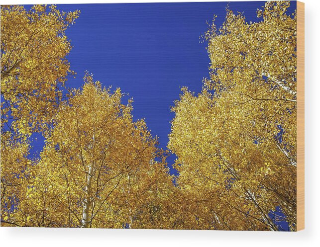 Arizona Wood Print featuring the photograph Golden Aspens and Blue Skies by Dawn Richards