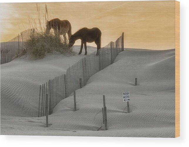 Corolla Horses Wood Print featuring the photograph Golden Horses by Russell Pugh