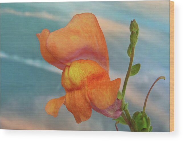 Snapdragon Wood Print featuring the photograph Golden Snapdragon by Terence Davis