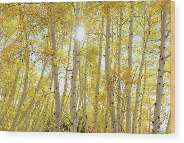 Sunshine Wood Print featuring the photograph Golden Sunshine On An Autumn Day by James BO Insogna