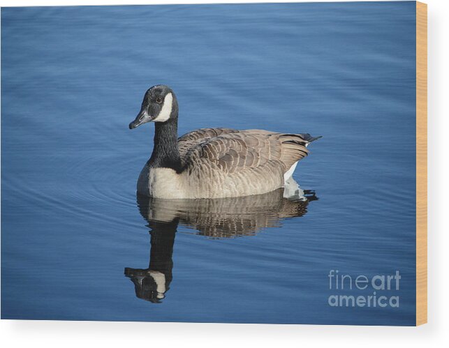 Goose Wood Print featuring the photograph Goose Reflection by Dani McEvoy