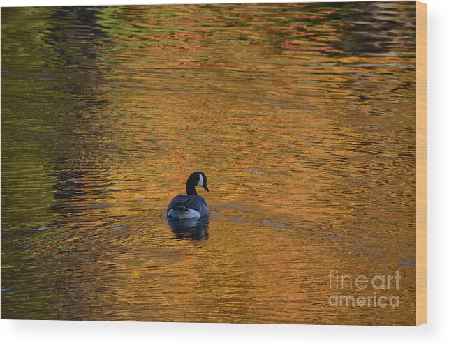 Geese Wood Print featuring the photograph Goose Swimming In Autumn Colors by Dani McEvoy