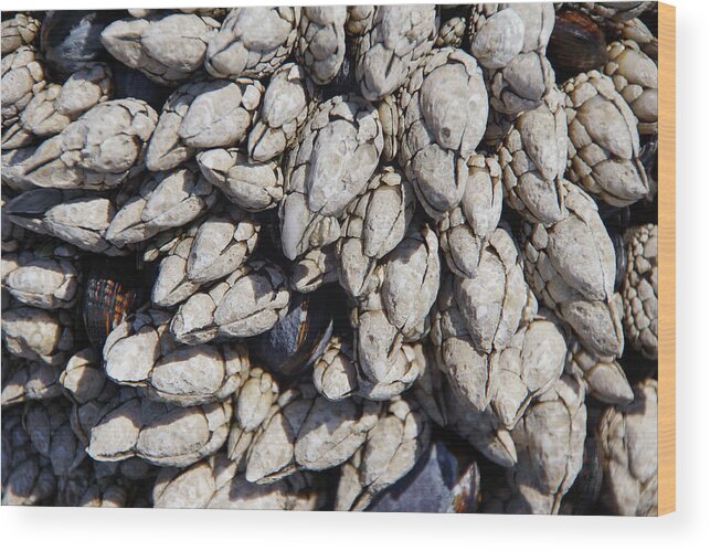 Cobble Beach Wood Print featuring the photograph Gooseneck barnacles by Steve Estvanik