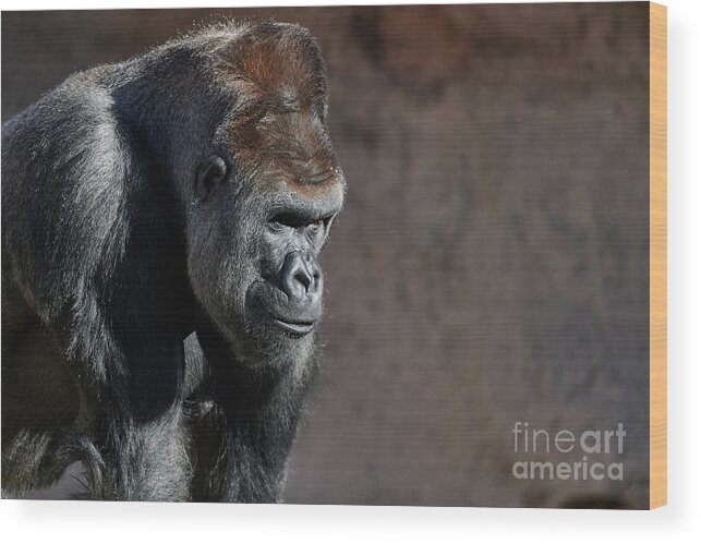 Gorillas Wood Print featuring the photograph Gorilla by Robert WK Clark
