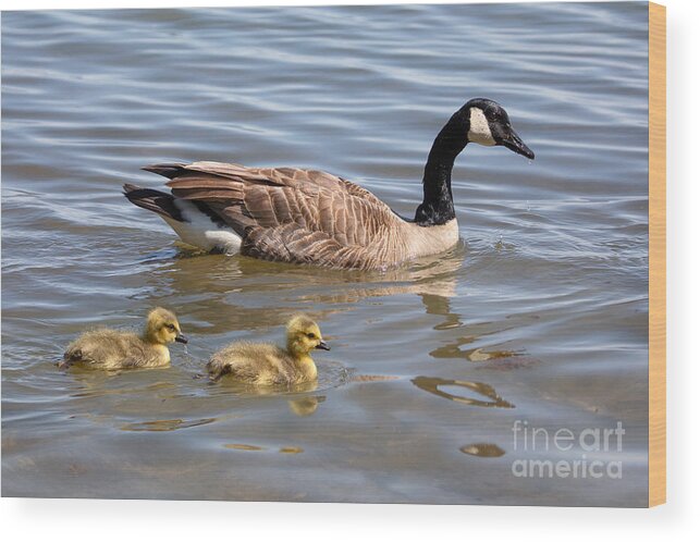Photography Wood Print featuring the photograph Goslings swimming with Parent by Alma Danison