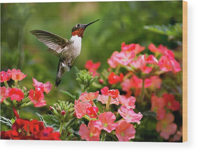 Hummingbird Wood Print featuring the photograph Graceful Garden Jewel by Christina Rollo