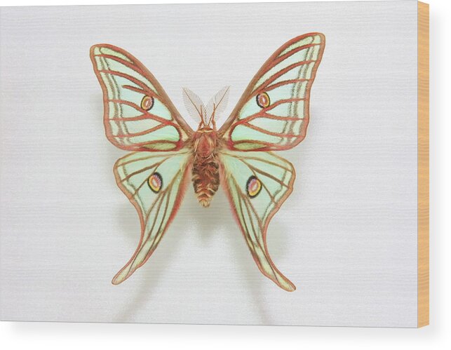 White Background Wood Print featuring the photograph Graellsia Isabellae Grote...beautiful by Choja