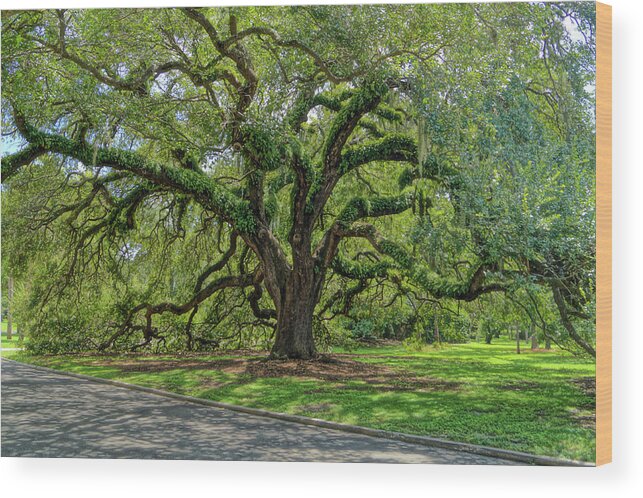 Grand Wood Print featuring the photograph Grand Oak by Chauncy Holmes
