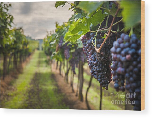 Seedless Wood Print featuring the photograph Grape Harvest by Lukasz Szwaj