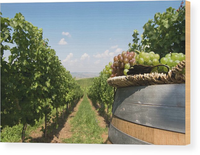 Home Decor Wood Print featuring the photograph Grapes In The Vineyard by Flyparade