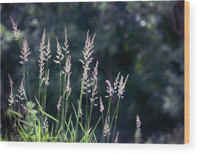 Tranquility Wood Print featuring the photograph Grass In Seed by Denise Balyoz Photography