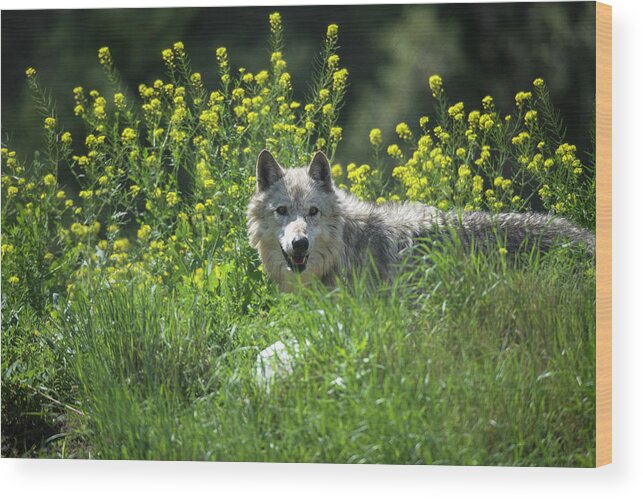 Animal Themes Wood Print featuring the photograph Gray Wolf, White Phase by Mark Newman