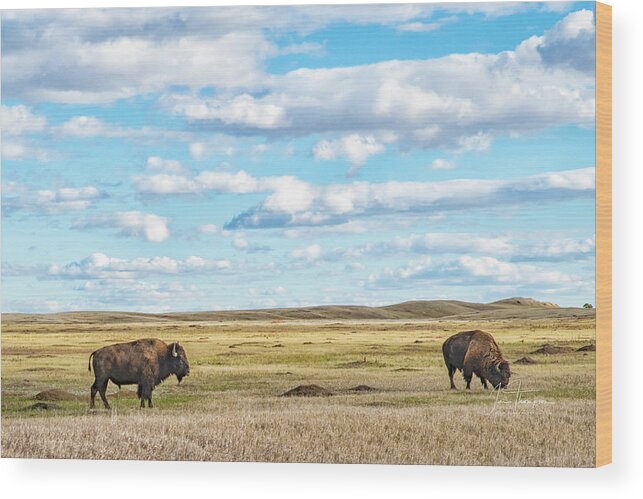 Badlands Wood Print featuring the photograph Grazing Buffalo by Jim Thompson