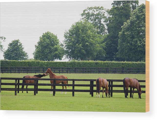 Horse Wood Print featuring the photograph Grazing In The Paddock by Stocknshares