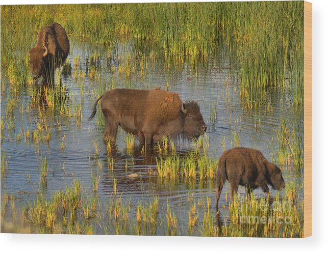 Bison Wood Print featuring the photograph Grazing IN The Slough Creek Marsh by Adam Jewell