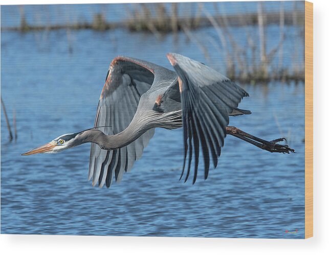 Nature Wood Print featuring the photograph Great Blue Heron in Flight DMSB0151 by Gerry Gantt