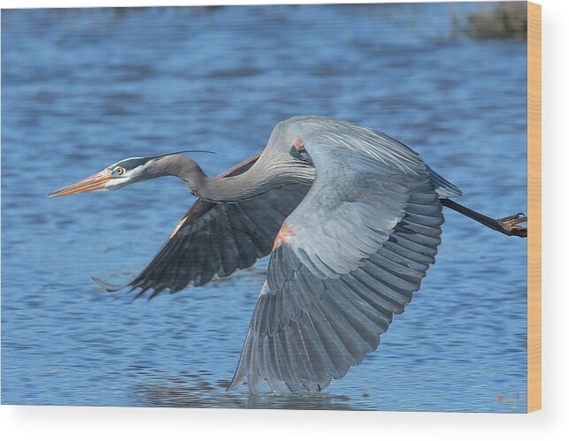 Nature Wood Print featuring the photograph Great Blue Heron in Flight DMSB0153 by Gerry Gantt