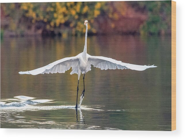 Great Egret Wood Print featuring the photograph Great Egret 0272-100919 by Tam Ryan