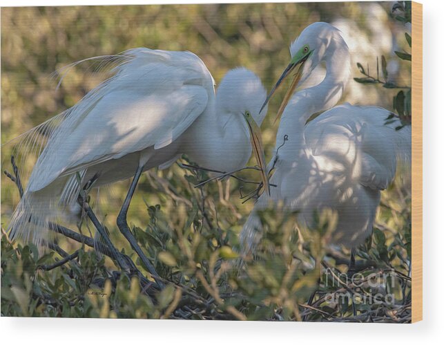 Egrets Wood Print featuring the mixed media Great Egrets Precious Moment by DB Hayes