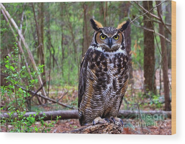 Great Wood Print featuring the photograph Great Horned Owl Standing on a Tree Log by Jill Lang