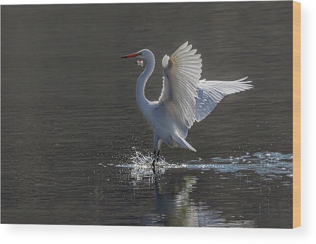 Great White Egret Wood Print featuring the photograph Great White Egret 6 by Rick Mosher