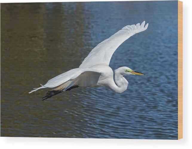 Egret Wood Print featuring the photograph Great White Egret In Flight by Jim Vallee