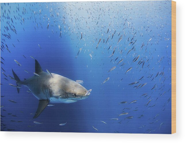 Shark Wood Print featuring the photograph Great White Shark by Nicole Young