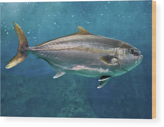 Underwater Wood Print featuring the photograph Greater Amberjack by Stavros Markopoulos