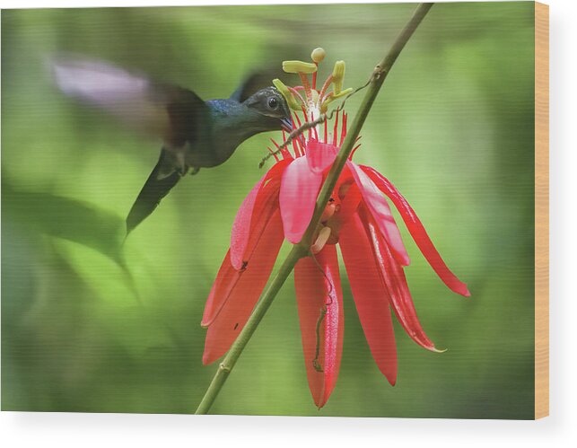Colombia Wood Print featuring the photograph Green Hermit Hummingbird Santa Librada Tolima Colombia by Adam Rainoff