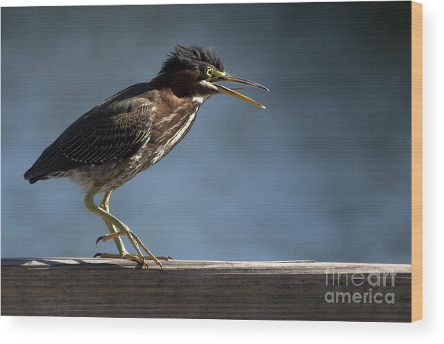 Green Heron Wood Print featuring the photograph Green Heron by Meg Rousher