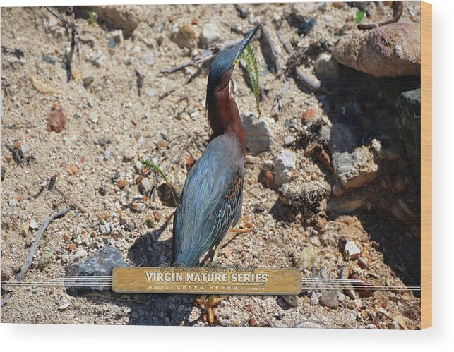 Green Heron Wood Print featuring the photograph Green Heron Strut - Virgin Nature Series by Climate Change VI - Sales