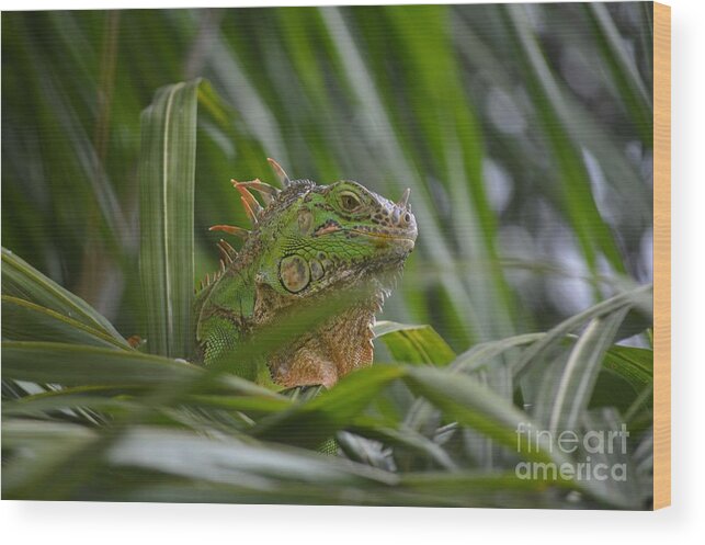 Animal Wood Print featuring the photograph Green Iguana Enjoying Life by Aicy Karbstein