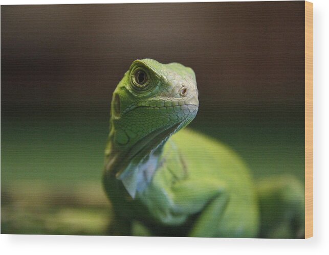 Alertness Wood Print featuring the photograph Green Iguana by Photographed By Hannes Steyn