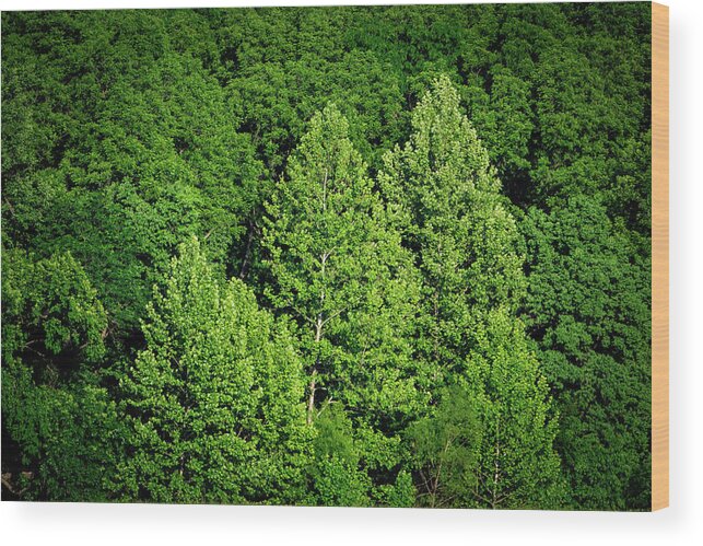 Lyon County Wood Print featuring the photograph Green on Green by Jeff Phillippi