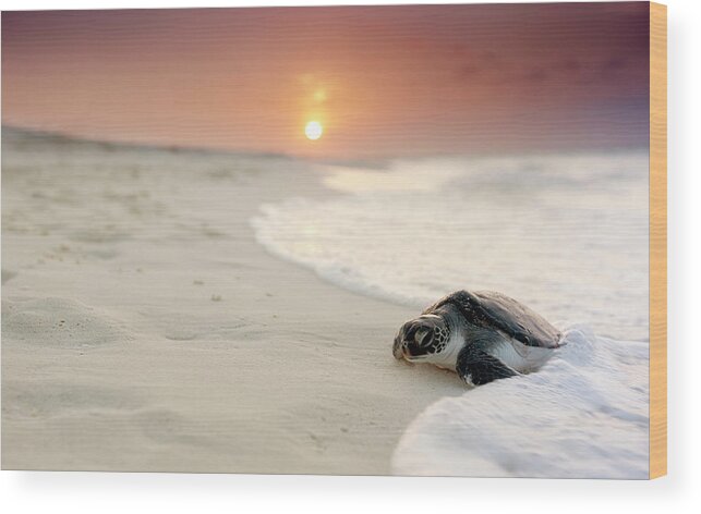 Dawn Wood Print featuring the photograph Green Sea Turtle Chelonia Mydas by Stephen Frink