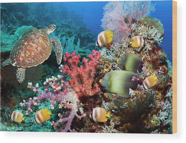 Tranquility Wood Print featuring the photograph Green Sea Turtle Over Coral Reef by Georgette Douwma