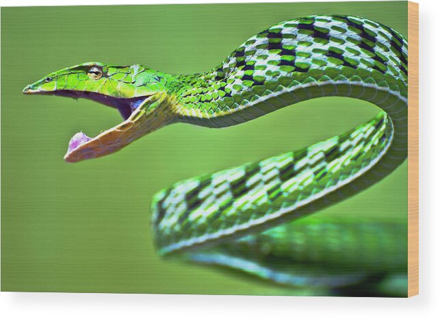 Vine Snake Wood Print featuring the photograph Green Vine Snake by Ravikanth Photography
