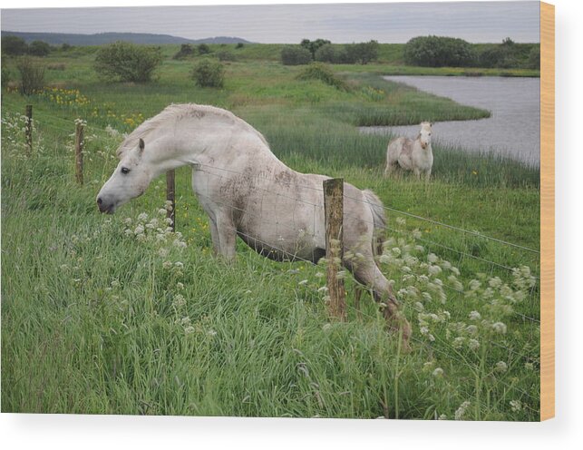 Welsh Pony Wood Print featuring the photograph Greener Grass by Jack Harries