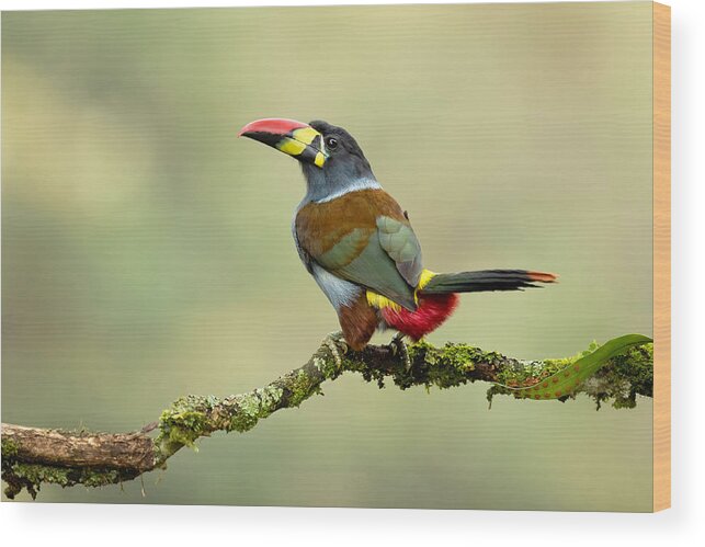 Grey-breasted Mountain Toucan
Toucan
Bird
Birds
Nature
Animal
Colors
Cute
Beak
Wildlife
Colombia
Wings
Mountain Wood Print featuring the photograph Grey-breasted Mountain Toucan by Milan Zygmunt